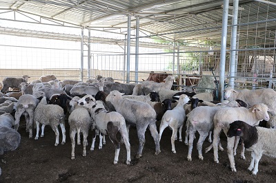 وفرة المواشي وتنوعها في  مسالخ البلدية