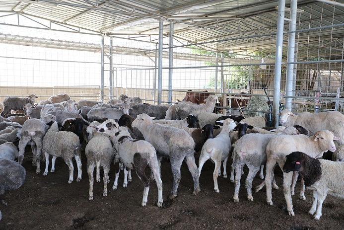 بلدية مسقط.. تعلن جاهزيتها لاستقبال عيد الفطر السعيد