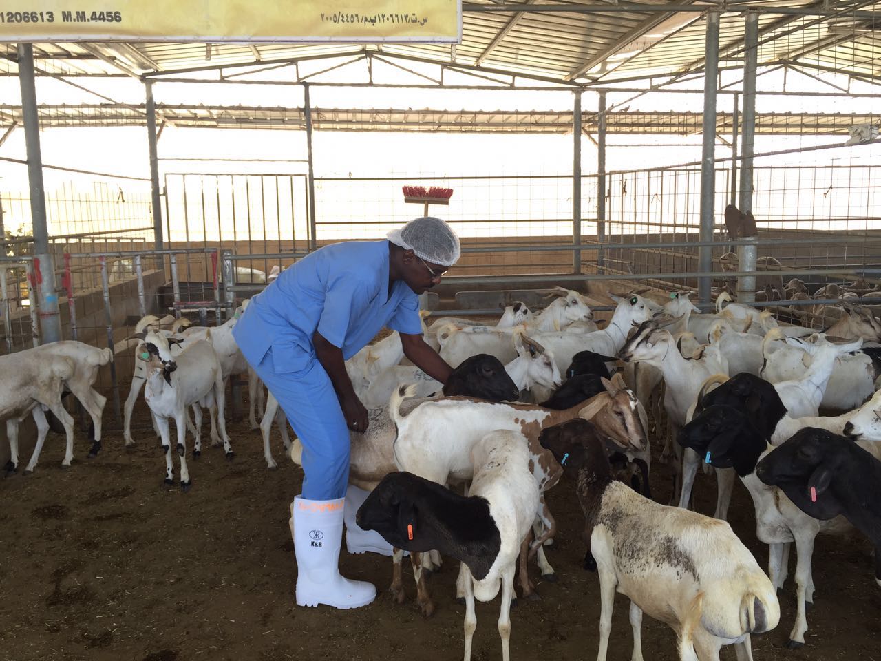 مسالخ بلدية مسقط تنهي استعدادها لاستقبال شهر رمضان